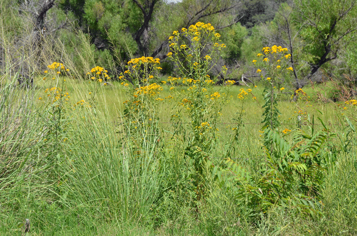 San Pedro Matchweed is rare in the United States although locally common where it is found primarily in southeast Arizona in Santa Cruz County with a small population in Texas Xanthocephalum gymnospermoides